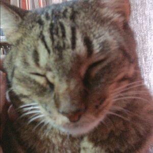 Meet your Posher, Minnie